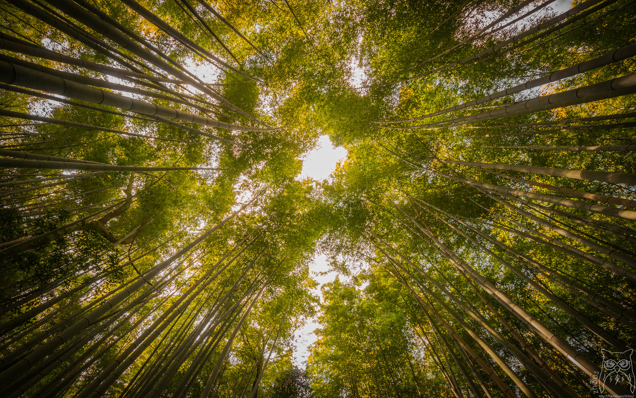 Enjoy The Beauty Of Sagano Bamboo Forest YourAmazingPlaces