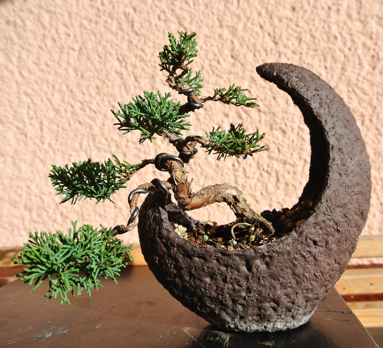 How To Grow Bonsai Tree For Beginners 