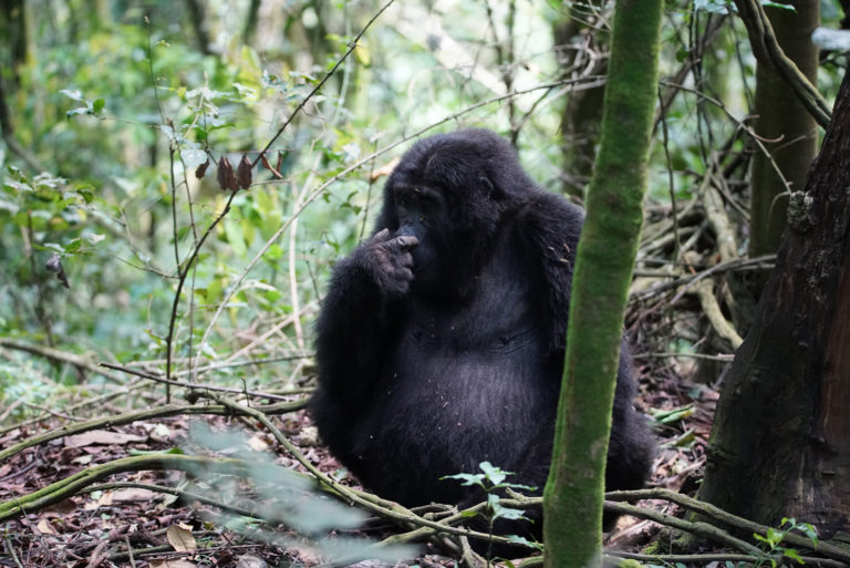 Gorilla Trekking Tips For The First Timers Youramazingplaces