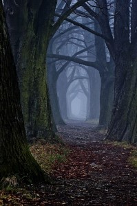 The dark forest path