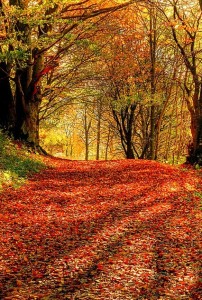 99 Amazing Pictures of Autumn Idyll - Part 1 - YourAmazingPlaces.com