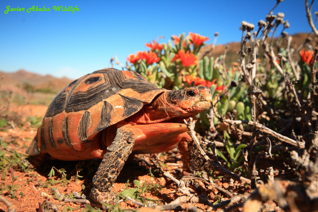 Travel And Get To Know The Wildlife Of Africa - 10 Photos 