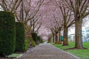 Cherry Blossoms Tunnel, Oregon