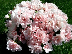 Azalea (Rhododendron simsii) houseplants