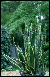 Mother-in-law's tongue (Sansevieria trifasciata 'Laurentii')