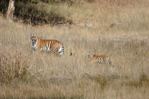 Tiger In Bandhavgarh National Park, India