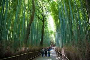 Bamboo Forest in Sagano, Kyoto, Japan (5)