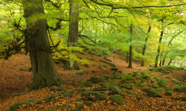 Top 10 Enchanted Forests in UK - YourAmazingPlaces.com