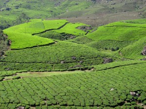 Munnar, Kerala, India