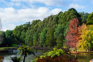 Emerald Lake park, Dandenong Ranges, Victoria, Australia