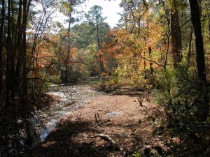 Davy Crockett National Forest, Texas