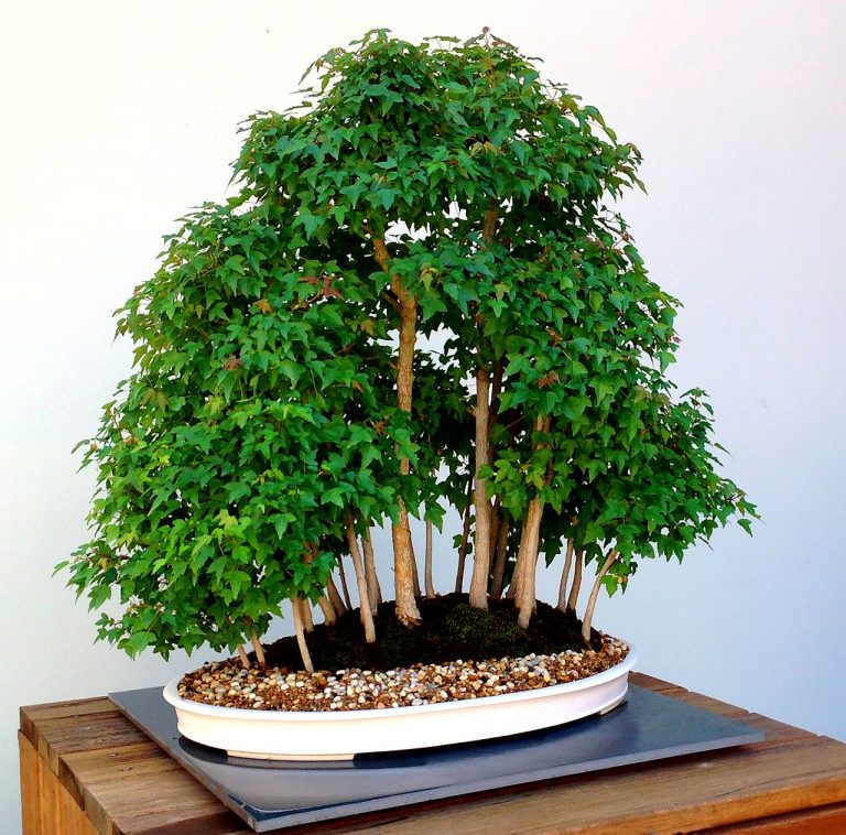 How To Grow Bonsai Tree For Beginners