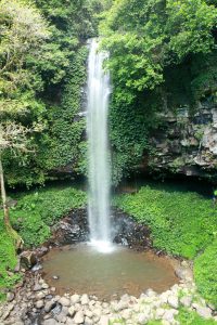 Crystal shower falls, Dorrigo National Park, Australia