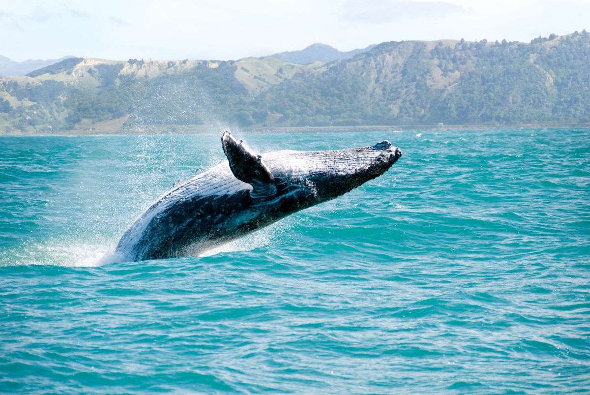 are there whales in the caribbean